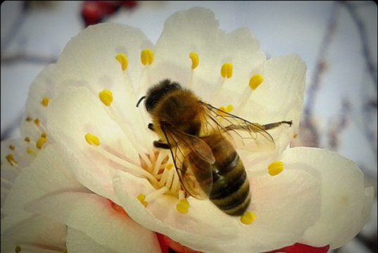 Böcek Sokmaları ve Alerjik Reaksiyonlar