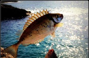 sokar balığı avı