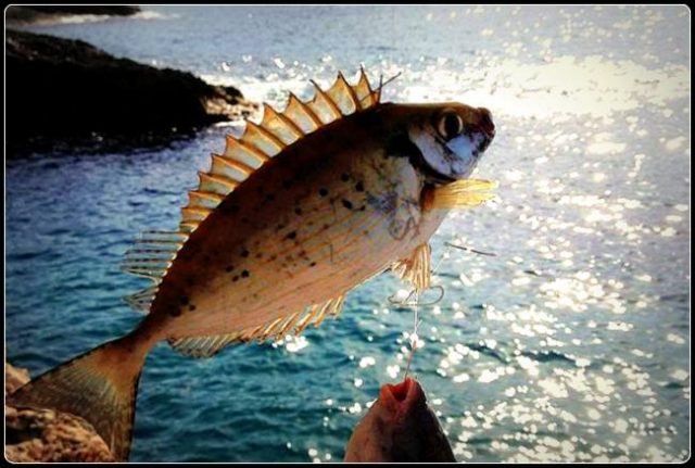 sokar balığı avı