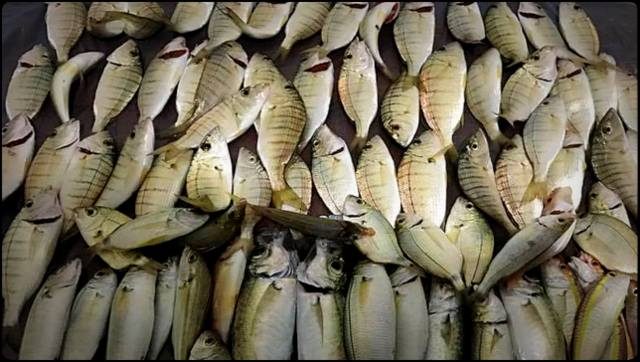 Antalya'da Mırmır Bereketi