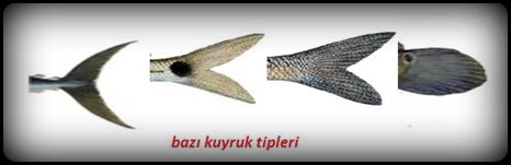 kuyruk tipleri