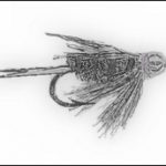 nymphs