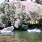 serpmeag_balık
