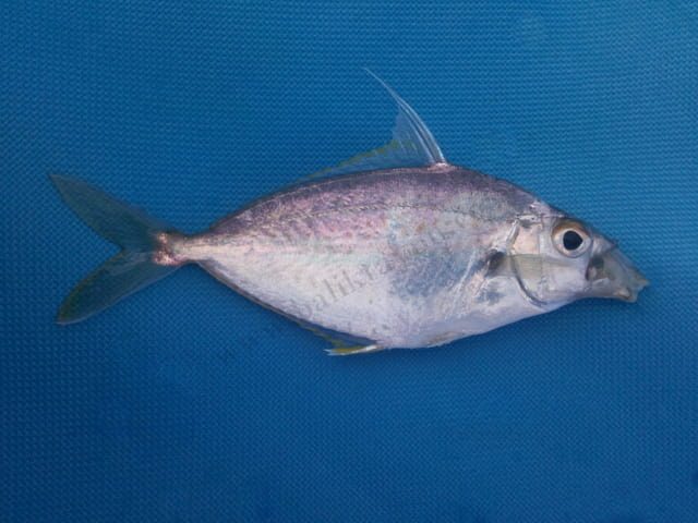 leipgnathus klunzingeri