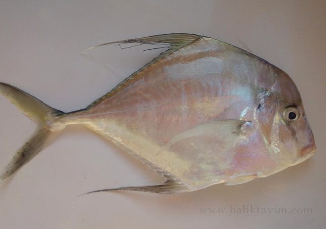devebaligi